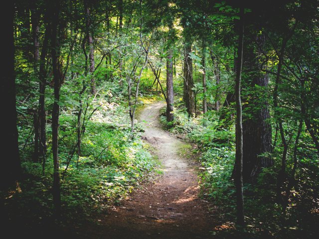 Woods
